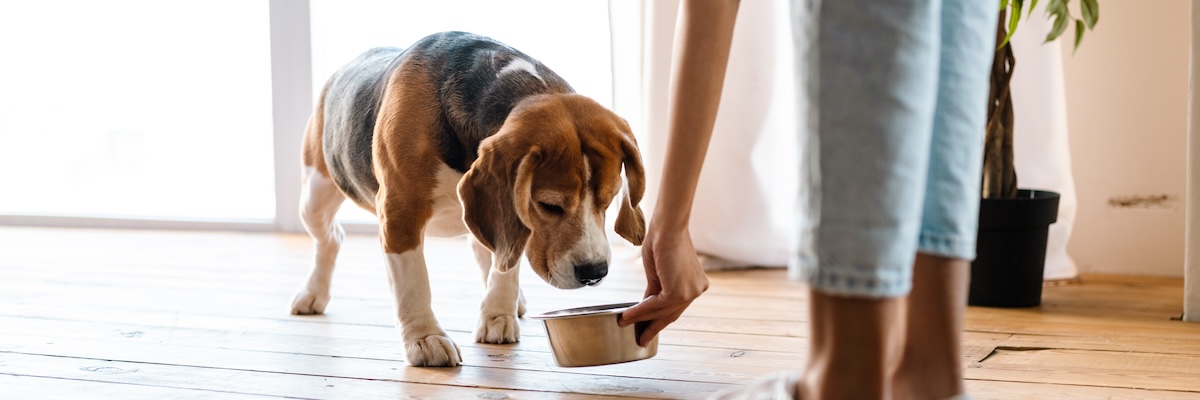 犬も老犬化する